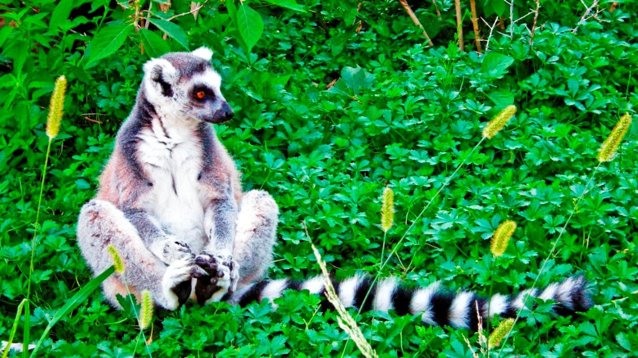 Lémurien, l'une des attractions touristiques de Madagascar
